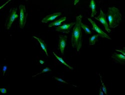 AlphaB Crystallin/CRYAB Antibody, Novus Biologicals 0.025 mL, Unconjugated:Antibodies,
